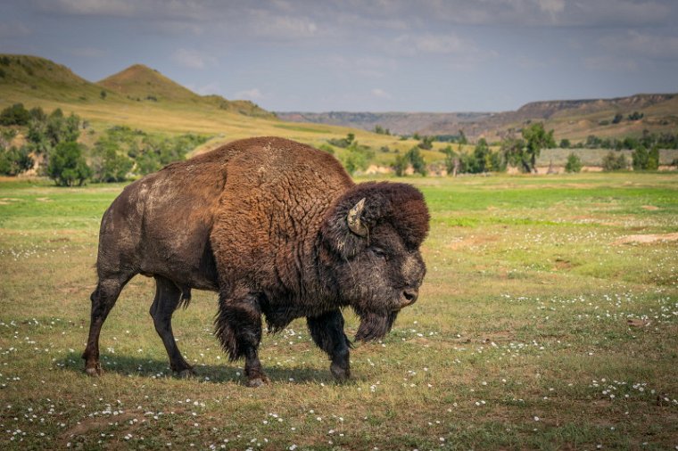095 Theodore Roosevelt NP, bizon.jpg